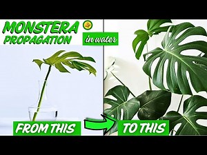 EASIEST WAY to Propagate MONSTERA - in Water - Simple step by step