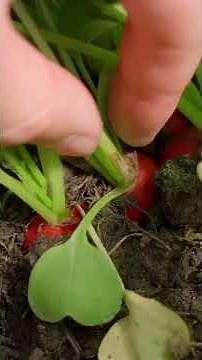 Indoor Winter Garden: Radish Growing Hack Anyone Can Try At Home