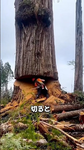 切った瞬間“爆発”！？危険すぎる高級木材