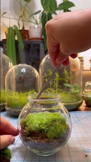 Make a Moss Terrarium ( Cushion Moss) #terrarium #moss