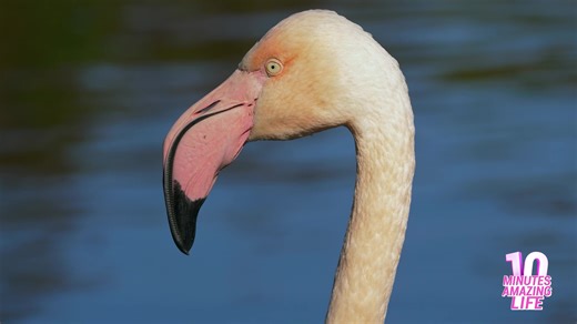 Flamingo details captured in soft light