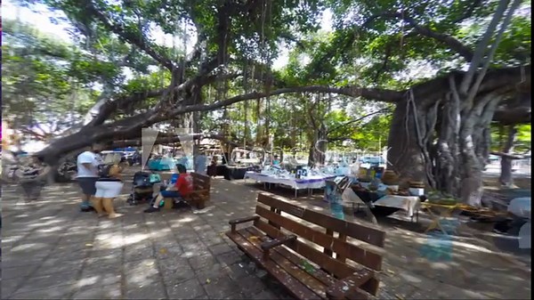 Lahaina Banyan Tree - Time Lapse - Maui - hawaii