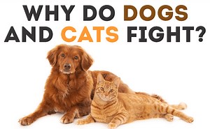 Why Do Dogs and Cats Fight and Hate Each Other? - CatWiki