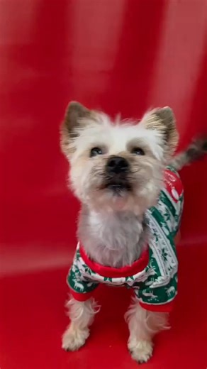 Meet Baby Gherkin: The Tiny 7-lb Comeback King with Big Heart Energy 👑💫 Baby Gherkin didn’t just overcome paralysis; he dramatically rose from the ashes like a 7-lb phoenix with opinions (MORE ADORABLE PHOTOS IN COMMENTS). 📷 One day, he was down… and the next, he decided he was booked, busy, and back on his feet, thank you very much. Today, he struts through life with full mobility, complete confidence, and a full belief that he is, in fact, the main character. His legs work, his spirit is st