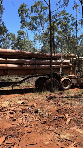 Why WOOD 🪵 ya wana be anywhere else #aussielogging #outbackloggers @guncutter