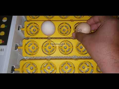 24A Automatic Mini Incubator ! hhd 24 egg Incubator.