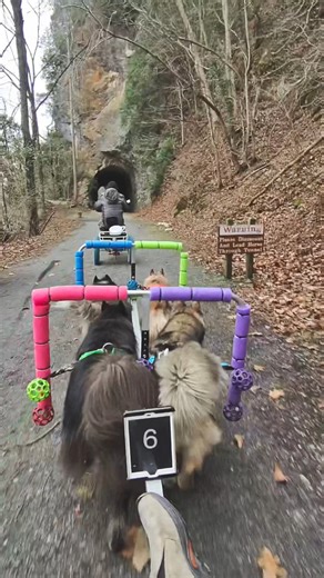 Quick highlights of yesterdays 20 mile adventure at the New River Trail Virginia, more soon:) #DogMotoSports #WooFDriverOnTour #NewRiverTrail | WooFDriver