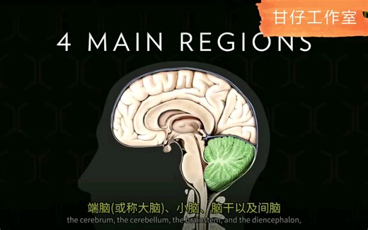 人体奥秘-人类大脑构造图解