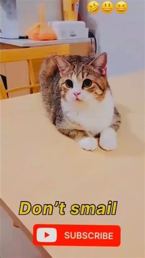 #cat dor open funny 🤣shots videos #shortfeed #shortvideos #viral #trending #ytshorts #youtubeshorts