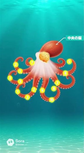 【海の生物の豆知識】イカとタコ 脳の数