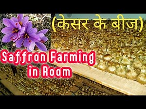 Saffron Farming Aeroponic System | How to Grow Kesar in Room | ‪@DurgeshProjects‬