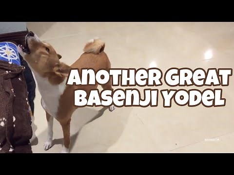 Another Great Basenji Yodel