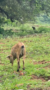 Komodo dragon vs Goat | Kakoo Ngata