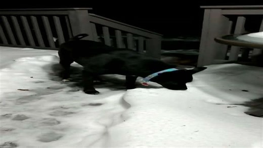 Dog Chomps Snow Like It’s a Winter Snack