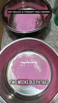 Animal Science Worm Rid Dewormer #petsupplies #dogdewormer #catdewormer #Dewormer #pethealth