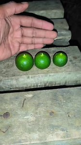 mga sizes ng calamansi na dapat nating pitasin #calamansi #farming #farmingtips #harvesting #fblifestyle #kafarmers | Romer Goloran Callao