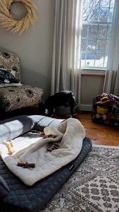 Bone collector. | Wrigley, Bauer, Kobe, and Sophie Boxer