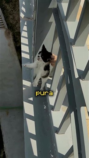 Cat STUCK on the ledge