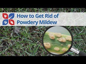 Powdery Mildew Lawn Disease Treatment | DoMyOwn.com