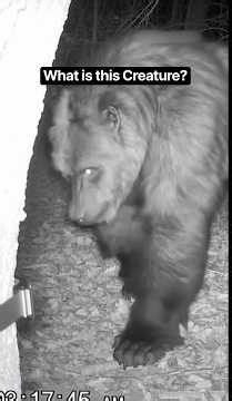 Strange Creature Caught on Trail Cam 2026 #shorts #trailcam