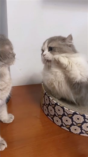 When you’re mad but short