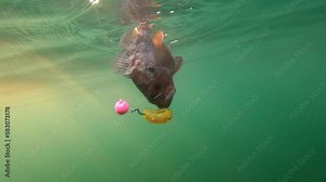 Calico bass swims against jig lure caught in mouth in green murky water