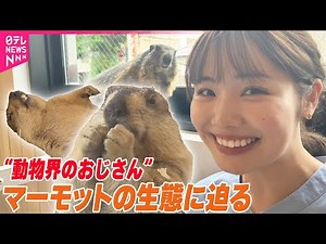 【“動物界のおじさん”マーモット】動画がSNSでバズリ中『へそ天』『ギュイーン』その生態に迫る【コレミテ】