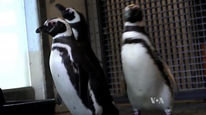 Animals Like Video Games, Too