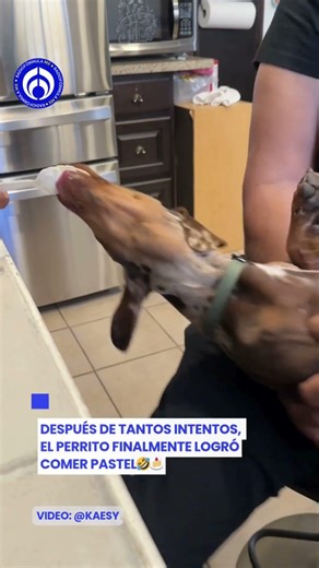 “Nomás una mordidita”: ¡No vas a creer lo que hizo este perrito por un pastel!