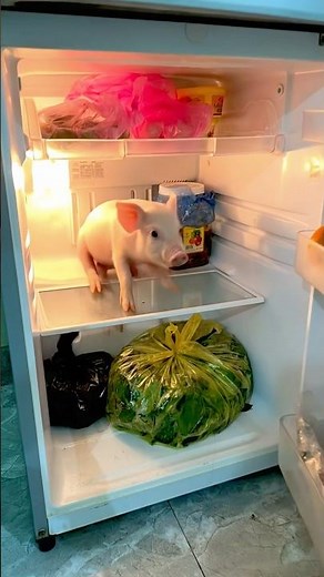 🐷 Super Cute Pig Lying In The Fridge!!! ❄️#funny #shorts