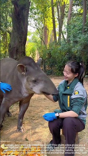 Keeper's Corner: How We Feed Our Brazilian Tapir | Zoo Diets & Care)