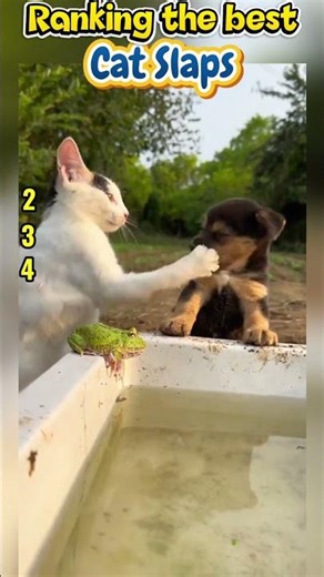 Ranking funniest cat slaps #cutekittenvideos #cat #funnycats #memes