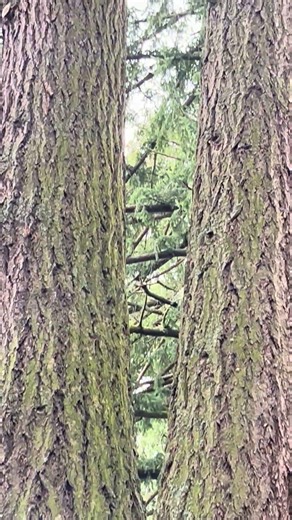 Conjoined Pine Trees in the Forest | #shorts