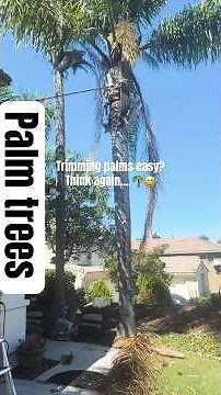 DIY Palm Tree Trimming: What Really Happens When You Try It Yourself