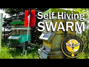 The Perfect Swarm of Honey Bees, They volunteered to move right into an empty hive, same apiary.