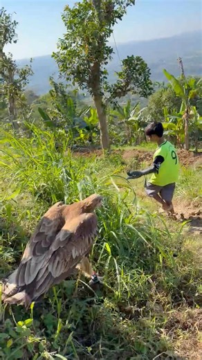 The big eagle walks spoiled following the steps of the tarzan boy #animals #nature #love