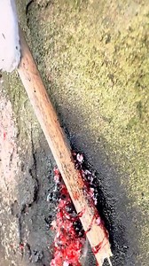 Garden vs snails: you lose 🐌⚔️🌿 #snails #pests #fight | Unwanted Snail