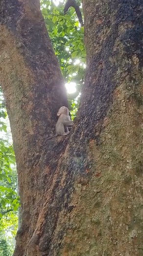 monkeythrew | baby monkey fall down from high tree - 📸 Source: @ monkey.belove on TikTok All credit are reserved for their respective Owners - ⚠️Credit... | Instagram