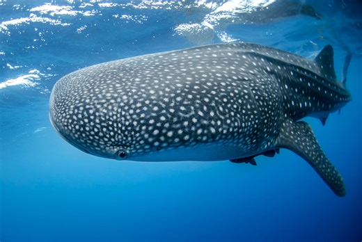 The world’s biggest fish: fascinating facts about whale sharks