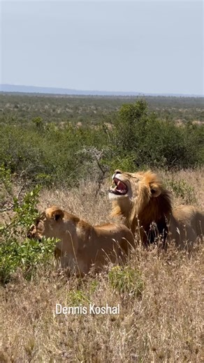 Dennis koshal on Instagram: "Flehmen response 🦁 — that lip curl isn’t a snarl. It helps scent chemicals reach the Jacobson’s organ, a special organ in the roof of the mouth that reads pheromones and tells a male if a female is ready to mate. Nature’s chemistry in action."