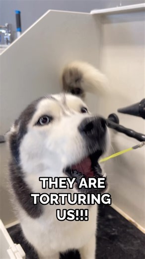 246K views · 4.8K reactions | the tub drama continues #instahusky #huskyworld #huskypuppies #huskypup #husky #huskyvideo #huskypuppy #huskypics #huskylovers #puppiesofinstagram #huskylife #huskygram #huskies #huskiesofinstagram #siberianhuskies #siberianhusky #huskylove #malamute #samoyed #siberianhuskypuppies | The Husky Moon | Facebook