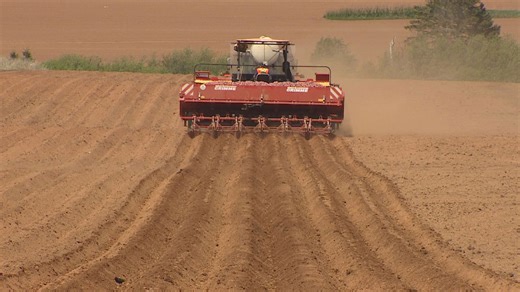 P.E.I. processing company ships in potatoes as Island crop comes up short