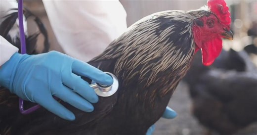 Resurgence of avian flu seen at Bay Area farms