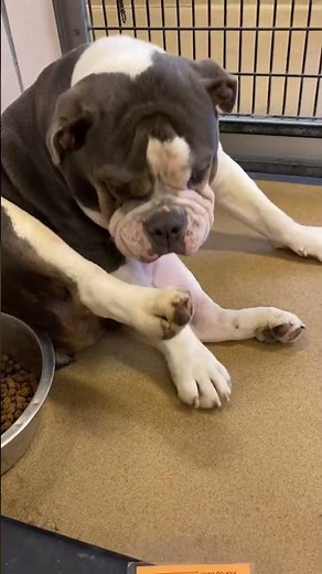 Adorable Bulldog At Shelter Realizes They're Being Adopted!