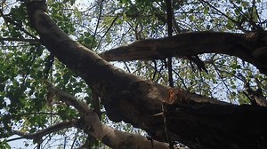Indian Banian Banyon Tree Branches Leaves: vídeo stock (100% livre de direitos) 3757963617 | Shutterstock