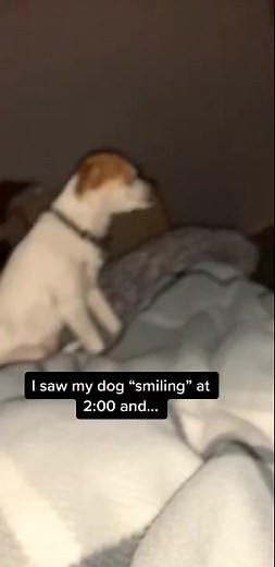 In conclusion don’t let your dog in your room at 2:00 in the morning or there gonna puke all over your bed😭😭 #fyp #foryoupage #animalsoftikok