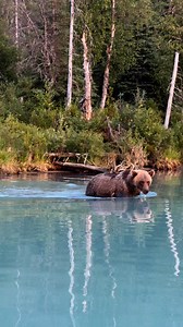 Beautiful female brown bear slipping into the river as we boated by. #Alaska #AlaskaLife #alaskaliving | Brooke Bartleson Wildlife
