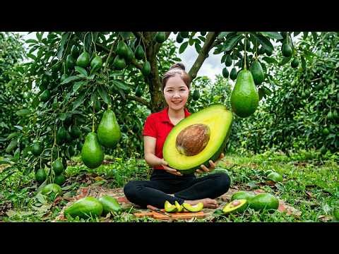 Harvesting 1000+KG AVOCADOS in Orchard – Satisfying Farm Harvest