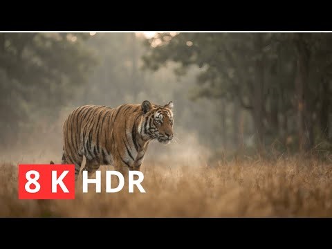 Wildlife Animals in Nature | Incredible Wild Animals Documentary