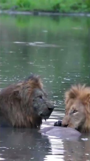 Title:Lion Shikar | Powerful Lion Hunting in the Wild | Real Wildlife Action📜